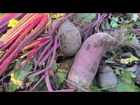 Видео: Убираю морковь и свеклу.Перевезли дрова для бани.Жизнь в деревне 