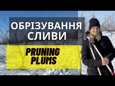 Видео: Обрезка сливы. Форма кроны - чаша