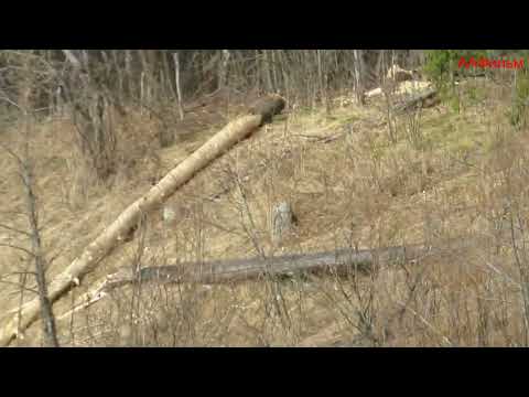 Видео: Весенний сплав по реке Пезуха 4