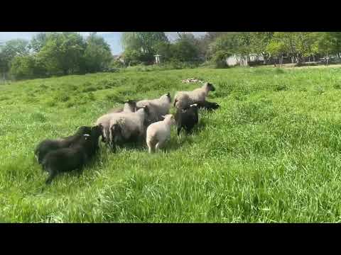 Видео: Рентабильность бизнеса на рамановских овцах! Расчет на пальцах в моем хозяйстве