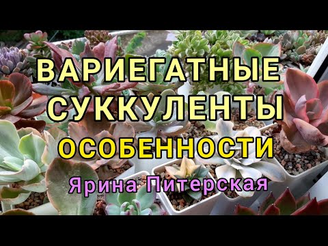 Видео: Вариегатные суккуленты. Особенности .