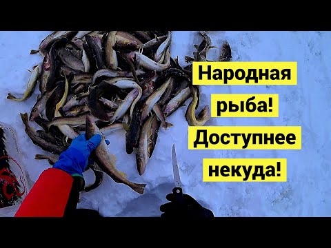 Видео: Навага! Народная рыба! Доступнее некуда!