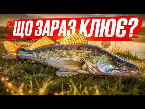 Видео: Як і На Що Зловити Судака і Окуня Восени? Ось так Ловлю я!