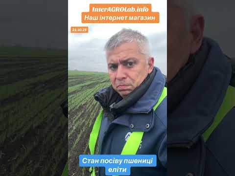 Видео: Стан посіву пшениці еліта