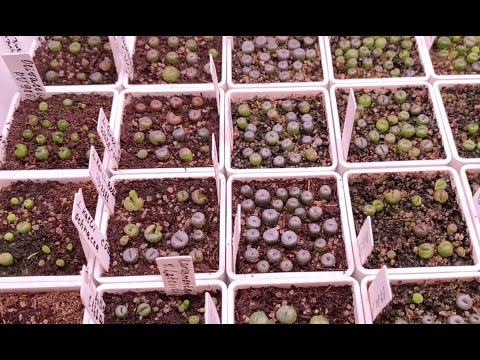 Видео: 1. Жизнь литопсов из семян:  0 - 4 месяца