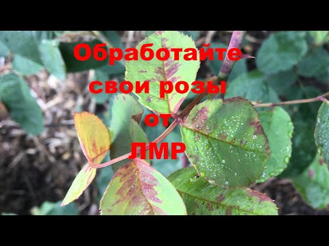 Видео: Обработайте розы от ложной мучнистой росы сейчас! Препараты которые работают