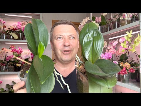 Видео: орхидеи ЖИРУЮТ по несколько лет без пересадки во МХЕ / правильный уход за орхидеями только СФАГНУМ