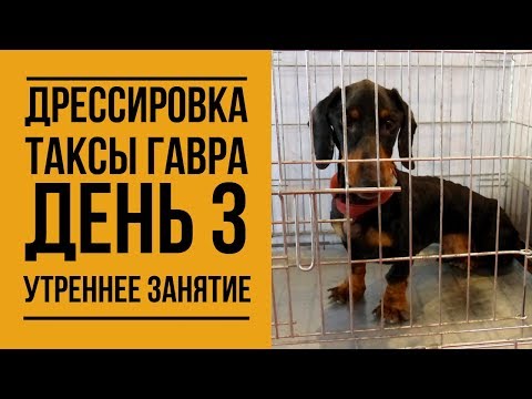 Видео: Дрессировка таксы Гавра. День 3. Утреннее занятие