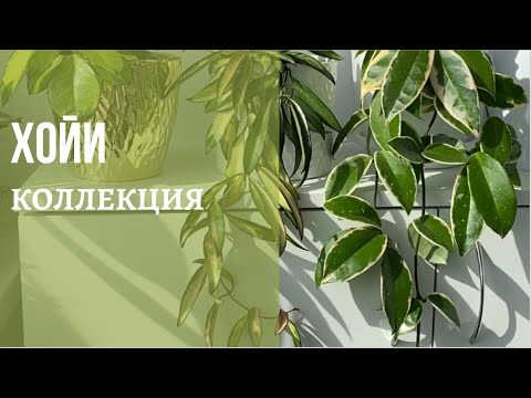 Видео: 🍃Все мои хойи на лоджии/Krimson Queen,Kentiana Variegata,Grey Ghost и др./Обзор.