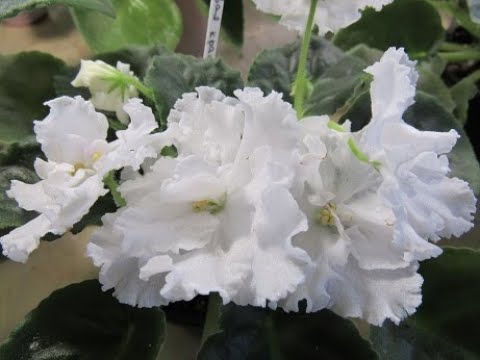 Видео: Горшочек для фиалки  Размер имеет значение  НАГЛЯДНОЕ СРАВНЕНИЕ