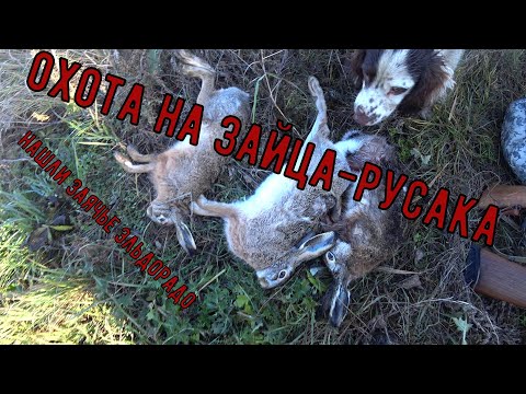 Видео: ОХОТА НА ЗАЙЦА-РУСАКА 2021 С МР-155: В ШОКЕ ОТ КОЛИЧЕСТВА ЗАЙЦА В КОНЦЕ СЕЗОНА