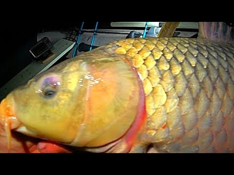 Видео: ИКРЯНЫЕ МАМКИ ЛОМАЮТ СПИННИНГИ !!! РУКИ ЗАТРЯСЛИСЬ! РЫБАЛКА НА ЗАКИДУШКИ