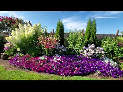 Видео: Метельчатая Гортензия 2021 г. Красота. Красота.