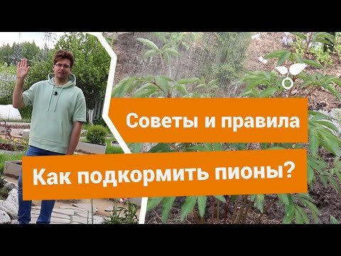 Видео: Как подкармливать пионы перед цветением и в течение всего сезона?