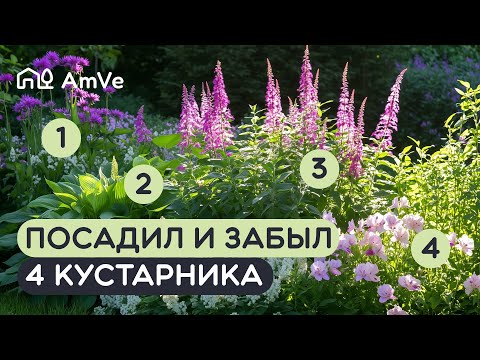 Видео: ЧТО ПОСАДИТЬ ПЕРЕД УЧАСТКОМ? Красивые и недорогие кустарники