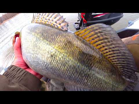 Видео: РЫБЫ ТОННЫ - ЛОВЯТ ВСЕ!!! РЫБАЛКА НА СУДАКА ВЕСНОЙ