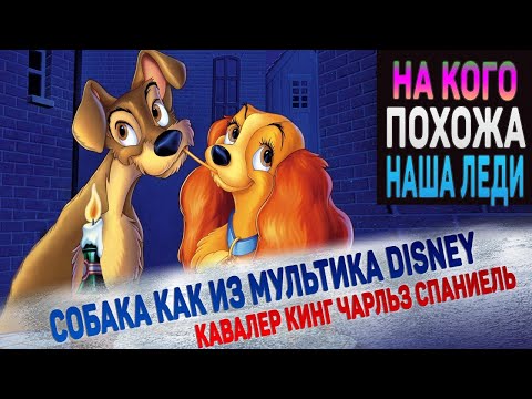 Видео: Кавалер Кинг Чарльз Спаниель. Собака как из мультика Disney "Леди и Бродяга"