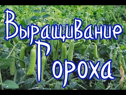 Видео: Выращивание гороха (самый лучший способ реанимировать почву)