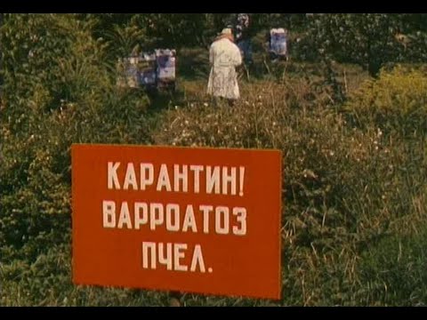 Видео: Варроатоз пчел1980