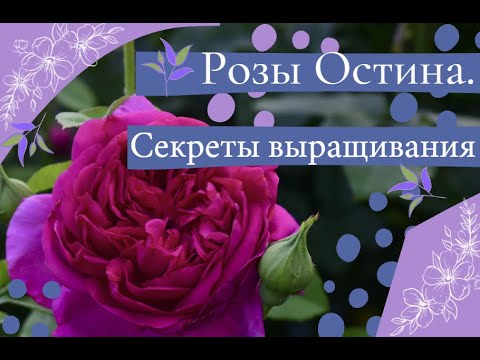 Видео: Розы Остина.  Секреты выращивания.