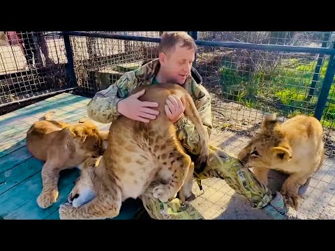 Видео: Львица Миранда так ХОЧЕТ ОБЩАТЬСЯ, но Асада ОБИДЕЛАСЬ на Олега Зубкова и спряталась от всех!