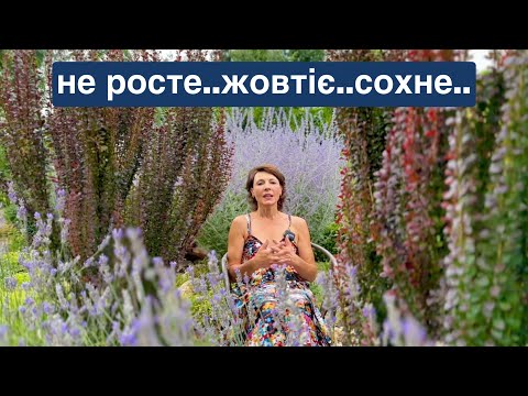 Видео: НЕ РОСТЕ, ЖОВТІЄ, СОХНЕ…. Що робити? Магія рослин