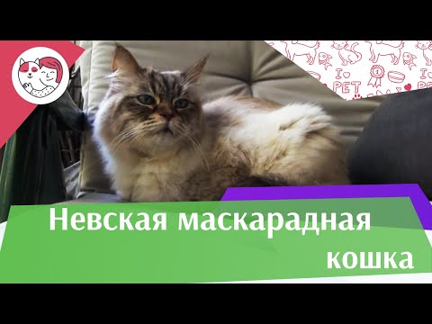 Видео: Невская маскарадная кошка на ilikepet