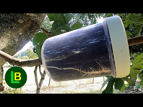 Видео: Как получить новое дерево из укореняющейся ветки. Новые методы в садоводстве