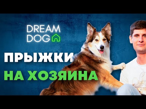 Видео: Как отучить собаку прыгать на людей 🐶 Простая методика без агрессии