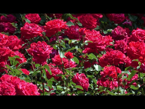 Видео: Музыка Сергея Грищука 🌷 Лучшие композиции, которые будут звучать в вашем сердце всегда🌹