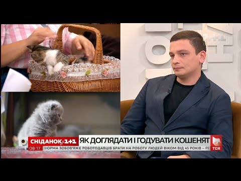 Видео: Ветеринар Дмитрий Фурсов рассказал о важнейших особенностях ухода за котятами