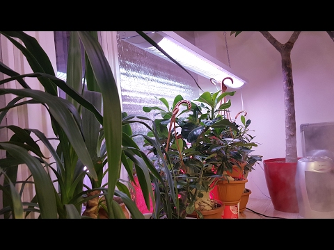 Видео: Освещение для растений. Итоги зимы