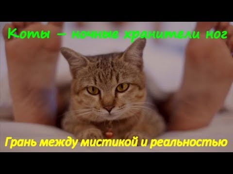 Видео: КОТЫ НОЧНЫЕ ХРАНИТЕЛИ НОГ   Мистика и реальность CATS NIGHT THE KEEPERS LEGS