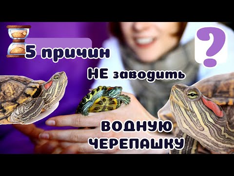 Видео: 5 причин НЕ заводить ВОДНЫХ "МИНИ" ЧЕРЕПАХ! Правда о "мини-тортиле", красноухой черепашке.