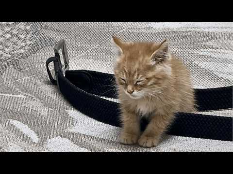 Видео: Брошенный в мусорном баке котёнок из последних сил полз к дороге, пытаясь выжить.