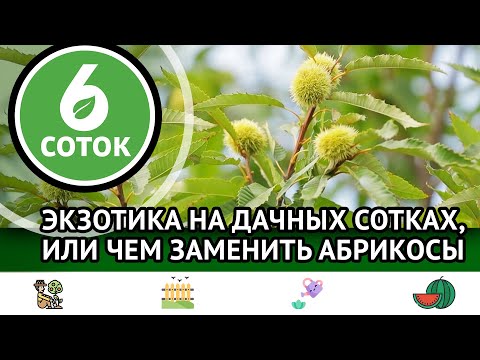 Видео: Экзотика на дачных сотках, или чем заменить абрикосы. 6 соток 16.09.2024