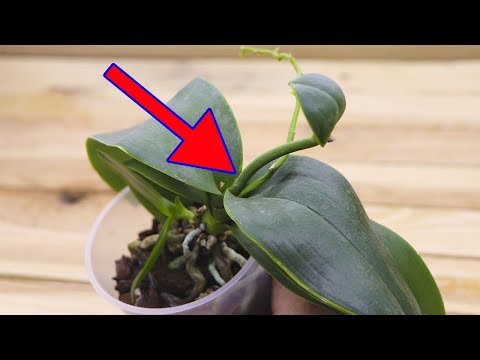 Видео: Что делать если из ТОЧКИ РОСТА вырос ЦВЕТОНОС! ВЫБРОСИТЬ или ОСТАВИТЬ такую орхидею?