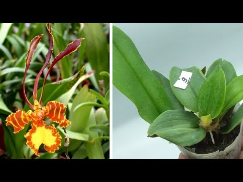 Видео: Псих на Воле | Теперь Он мой! Психопсис | Psychopsis (Pyp.) Mariposa