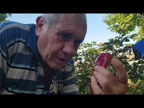 Видео: 🌶️ПЕЧЕМ ЧУШКИ/ БЪРЗА МАНДЖА С ЧУШКИ И ЛУК 🌶️