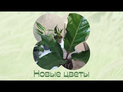 Видео: Цветы дома. Пересадка новых растений.