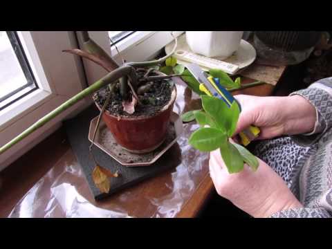 Видео: Пропал любимый ЗАМИОКУЛЬКАС. Выясняем причины. Что делать дальше?