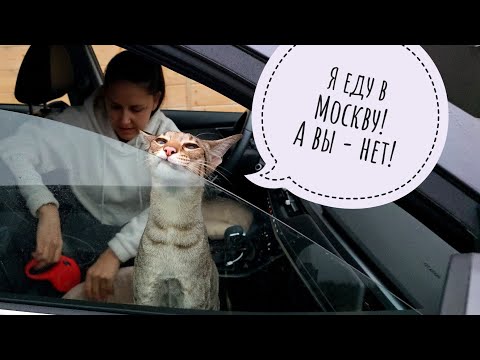 Видео: Пёс Кубик светится в темноте. Лось Степан коварно отгрыз мою яблоню! Треугольный кот уехал в Москву