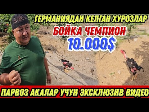 Видео: ПАРВОЗ АКАЛАР УЧУН МАХСУС ГЕРМАНИЯДАН КЕЛГАН ТУХУМЛАР ЗОТ УЧУН СОТИЛАДИ 2025
