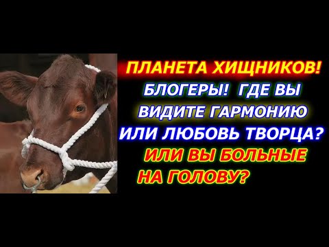Видео: Планета Хищников, Блогеры, Где Вы Видите Гармонию и Любовь Творца, блогеры не чувствуют чужую боль