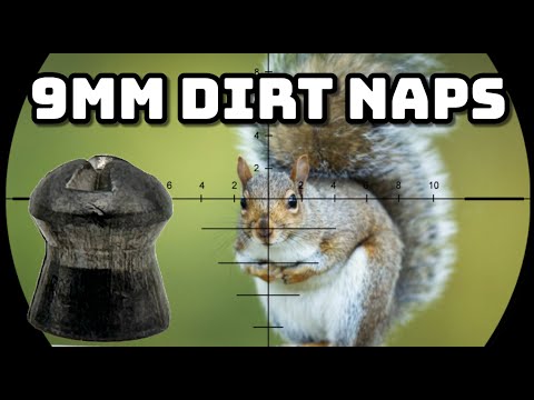 Видео: Городские белки, навыки жизни в сельской местности: городская охота с EDgun Leshiy