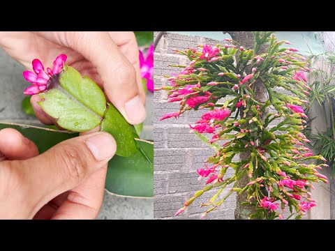 Видео: Как привить гигантский рождественский кактус | Прививка кактуса