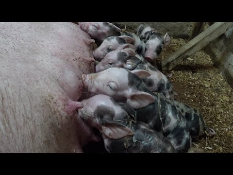 Видео: Опорос свинки породы пьетрен макстер 🐷
