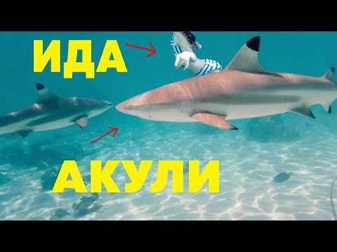 Видео: ОБГРАДИХА ни  АКУЛИ  в ТИХИЯ ОКЕАН