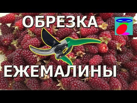 Видео: Обрезка ежемалины.