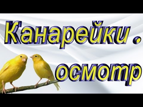 Видео: #Канарейки, осмотр гнезд ч. 1